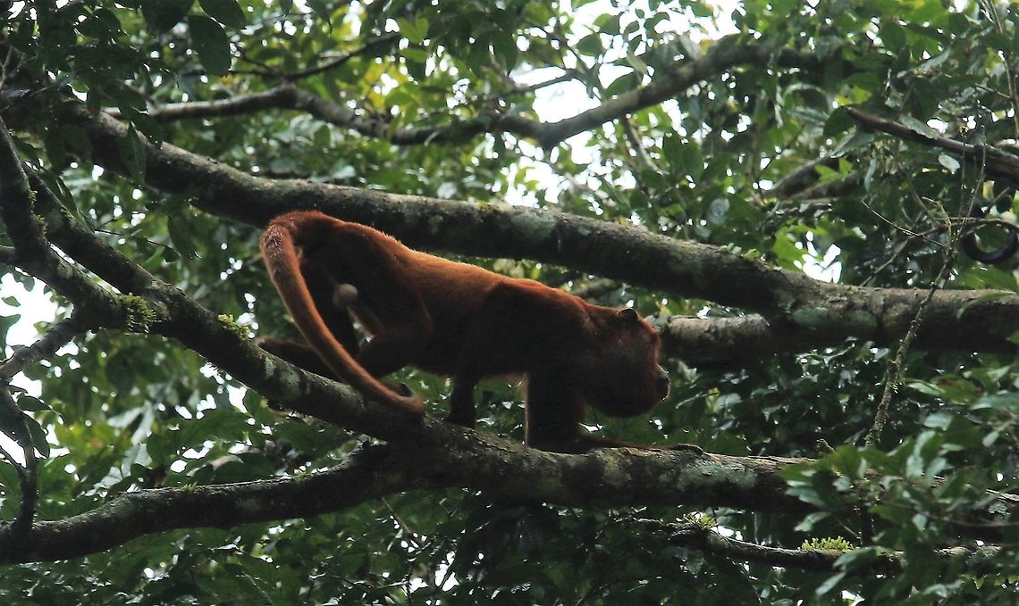 Red Howler Monkey  Alouatta seniculus,Damas del Nare,Venezuelan red howler