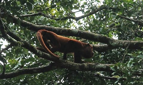 Red Howler Monkey  Alouatta seniculus,Damas del Nare,Venezuelan red howler