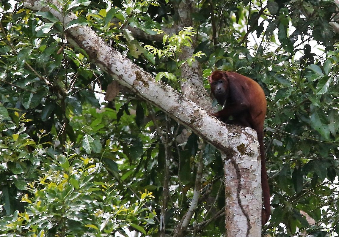 Red Howler Monkey  Alouatta seniculus,Damas del Nare,Venezuelan red howler