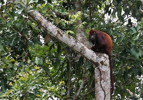 Red Howler Monkey  Alouatta seniculus,Damas del Nare,Venezuelan red howler