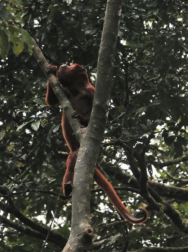 Red Howler Monkey Showing the hairless underside to the tip of its tail Alouatta seniculus,Damas del Nare,Venezuelan red howler