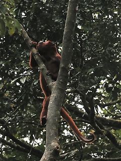 Red Howler Monkey Showing the hairless underside to the tip of its tail Alouatta seniculus,Damas del Nare,Venezuelan red howler