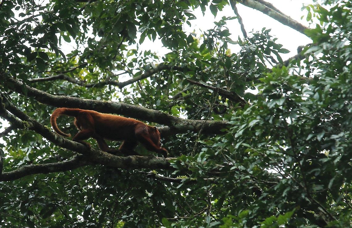 Red Howler Monkey  Alouatta seniculus,Damas del Nare,Venezuelan red howler