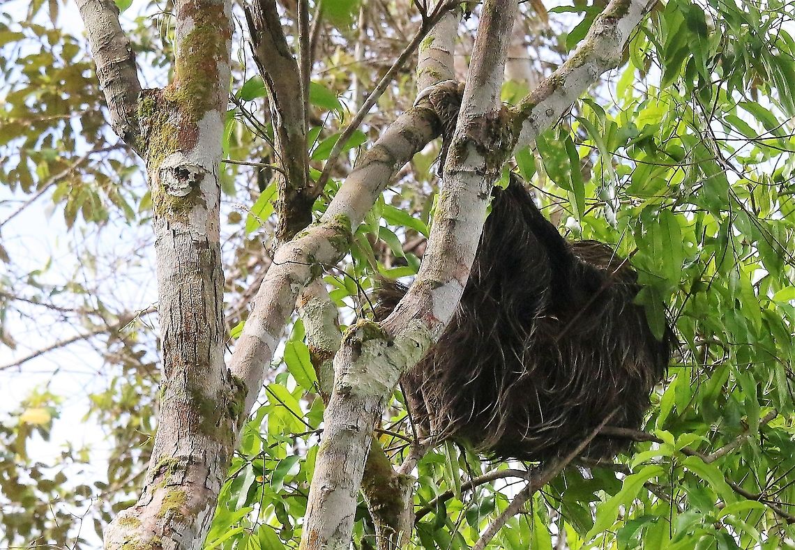 Three-toed Sloth Over the flooded forest by Rio Guaviare Bradypus variegatus,Brown-throated sloth,Damas del Nare