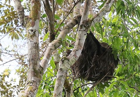 Three-toed Sloth Over the flooded forest by Rio Guaviare Bradypus variegatus,Brown-throated sloth,Damas del Nare