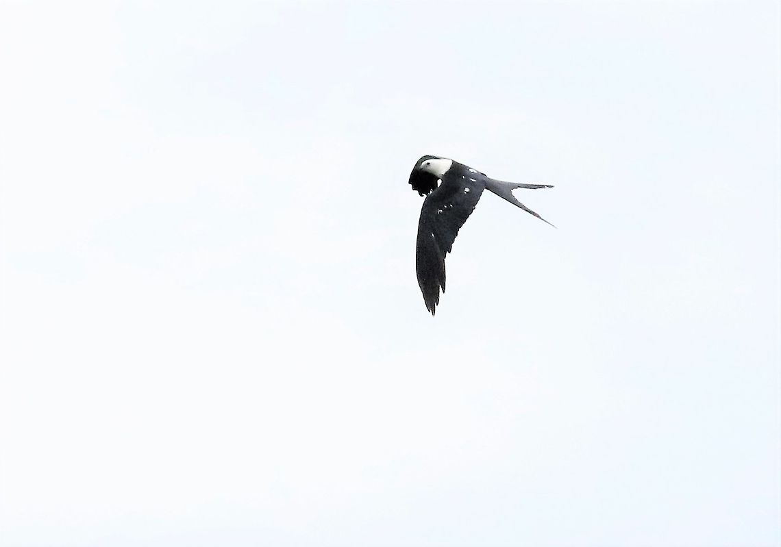 Swallow-tailed Kite  Elanoides forficatus,Laguna Negra,San José del Guaviare,Swallow-tailed Kite