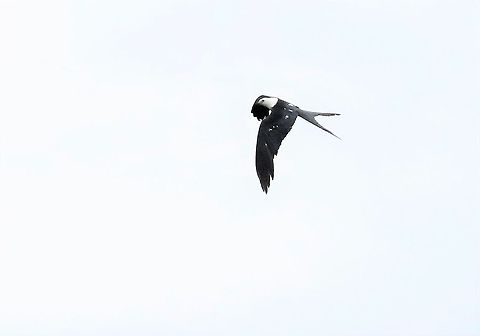 Swallow-tailed Kite  Elanoides forficatus,Laguna Negra,San José del Guaviare,Swallow-tailed Kite