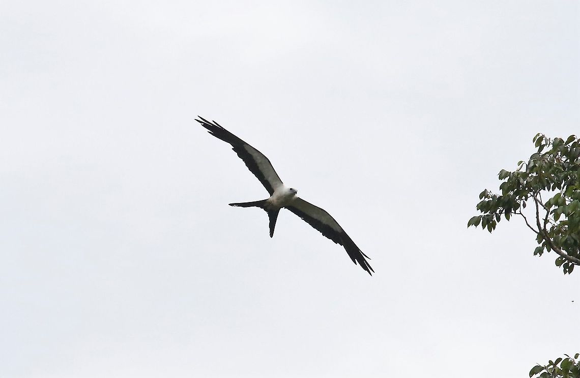 Swallow-tailed Kite  Elanoides forficatus,Laguna Negra,San Jos&eacute; del Guaviare,Swallow-tailed Kite