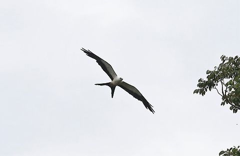 Swallow-tailed Kite  Elanoides forficatus,Laguna Negra,San Jos&eacute; del Guaviare,Swallow-tailed Kite