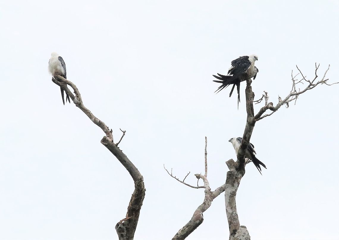 Swallow-tailed Kites Just arriving down in Colombia Elanoides forficatus,Laguna,San Jos&eacute; del Guaviare,Swallow-tailed Kite