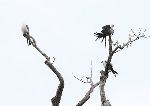 Swallow-tailed Kites Just arriving down in Colombia Elanoides forficatus,Laguna,San José del Guaviare,Swallow-tailed Kite