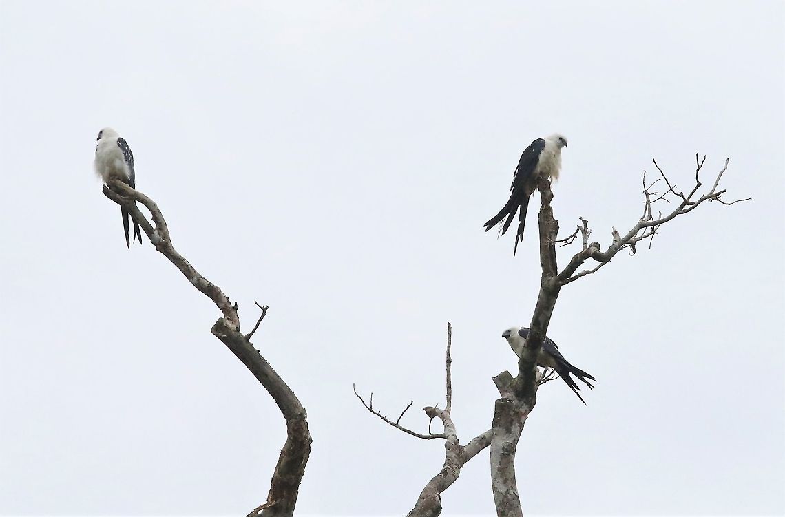 Swallow-tailed Kites Just arrived from USA Elanoides forficatus,Laguna Negra,San José del Guaviare,Swallow-tailed Kite