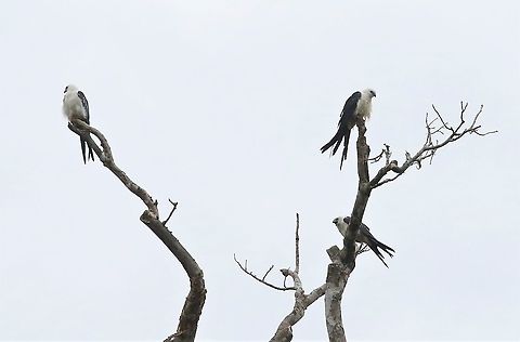 Swallow-tailed Kites Just arrived from USA Elanoides forficatus,Laguna Negra,San José del Guaviare,Swallow-tailed Kite