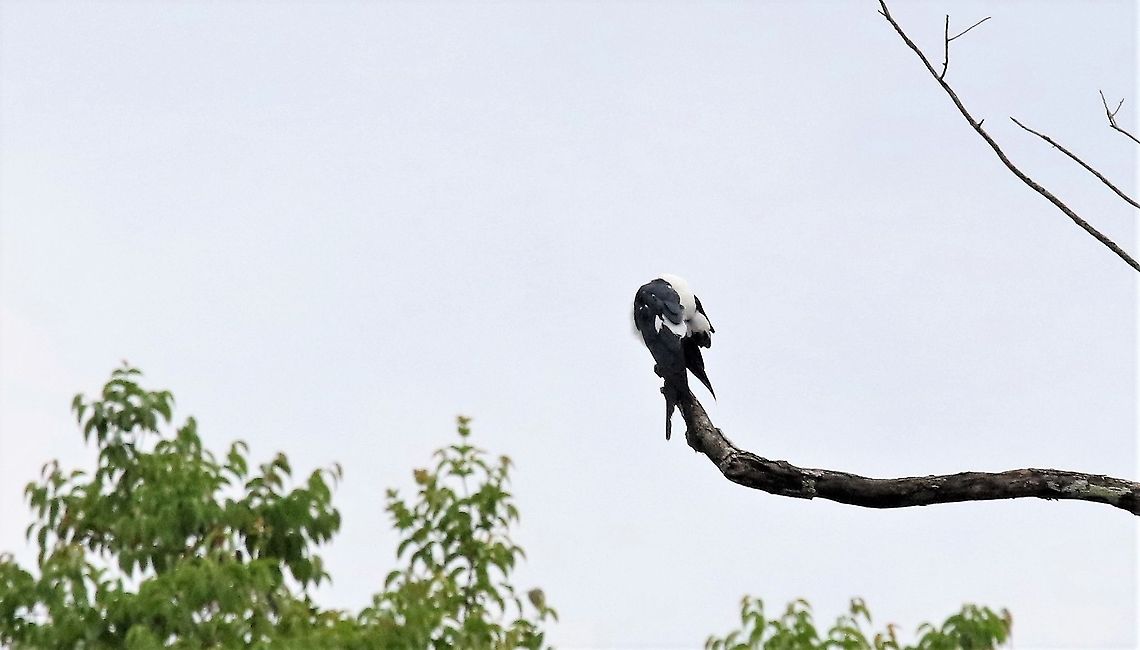 Swallow-tailed Kite Having a preen after the long migration Elanoides forficatus,Laguna Negra,San José del Guaviare,Swallow-tailed Kite