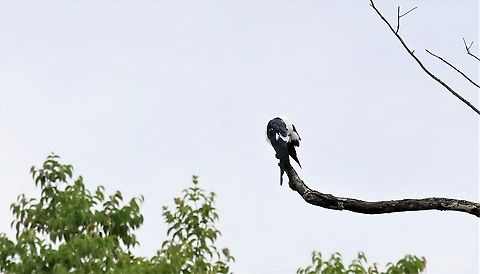 Swallow-tailed Kite Having a preen after the long migration Elanoides forficatus,Laguna Negra,San José del Guaviare,Swallow-tailed Kite