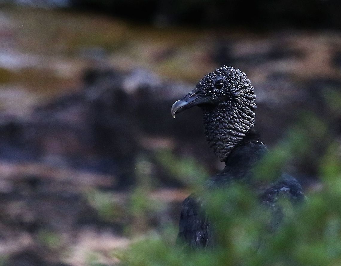 Black Vulture Chilling Black Vulture,Coragyps atratus,San José del Guaviare