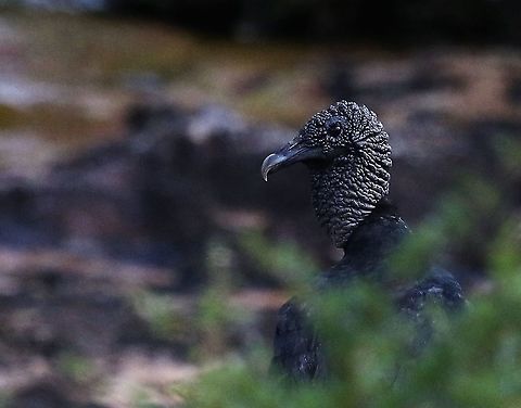 Black Vulture Chilling Black Vulture,Coragyps atratus,San José del Guaviare