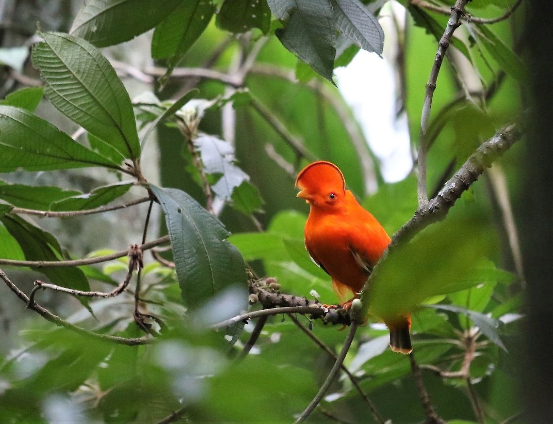 Guianan Cock of the Rock Near Nuevo Tolima, (a wonderful wall of rock paintings only given protection about 18 months ago).  The Cock of the Rock a lively brilliance of orange in the green of the forest Guianan cock-of-the-rock,Rupicola  rupicola,San José del Guaviare