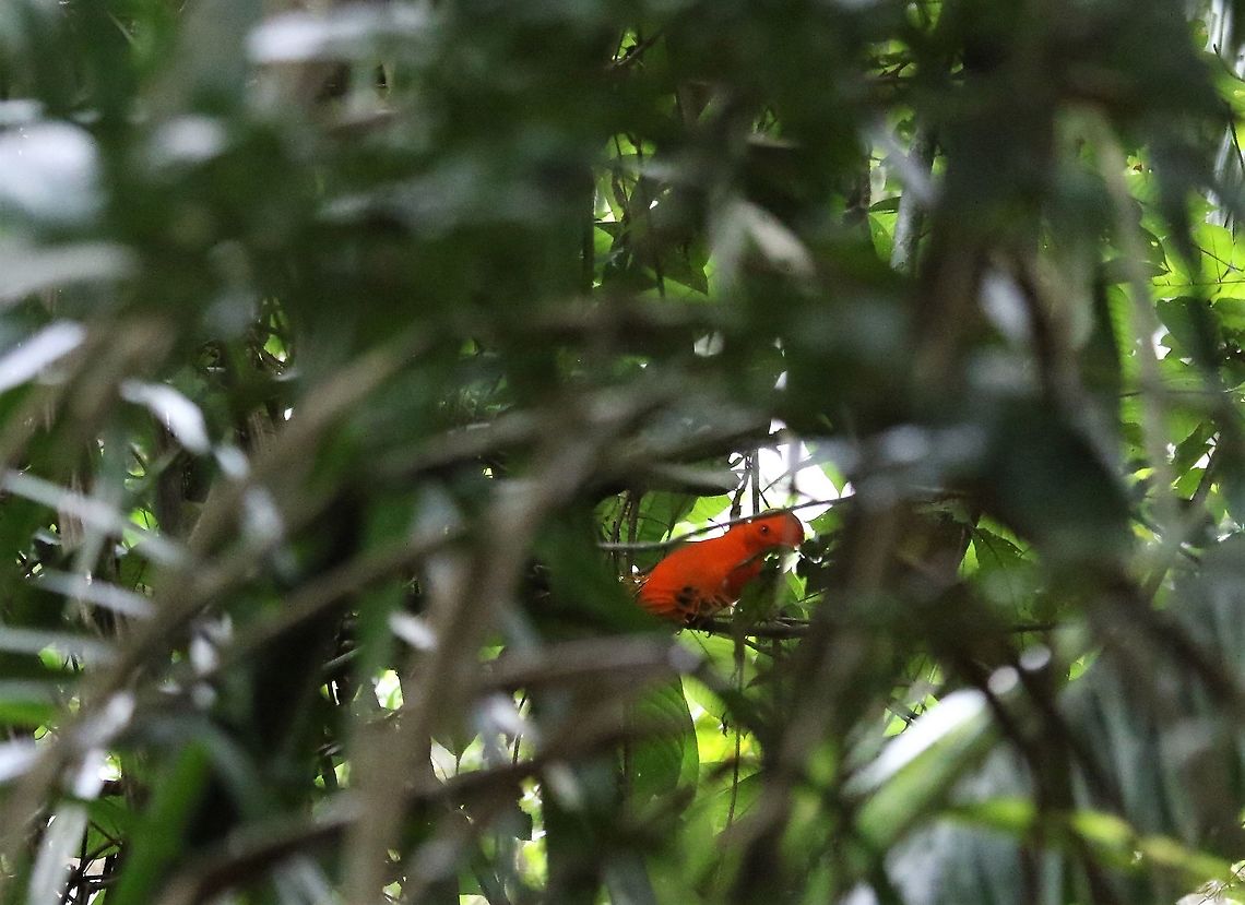 Guianan Cock of the Rock A glimpse of orange through the trees Guianan cock-of-the-rock,Rupicola  rupicola,San José del Guaviare
