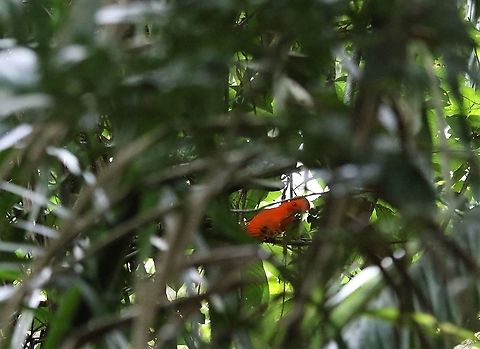 Guianan Cock of the Rock A glimpse of orange through the trees Guianan cock-of-the-rock,Rupicola  rupicola,San José del Guaviare