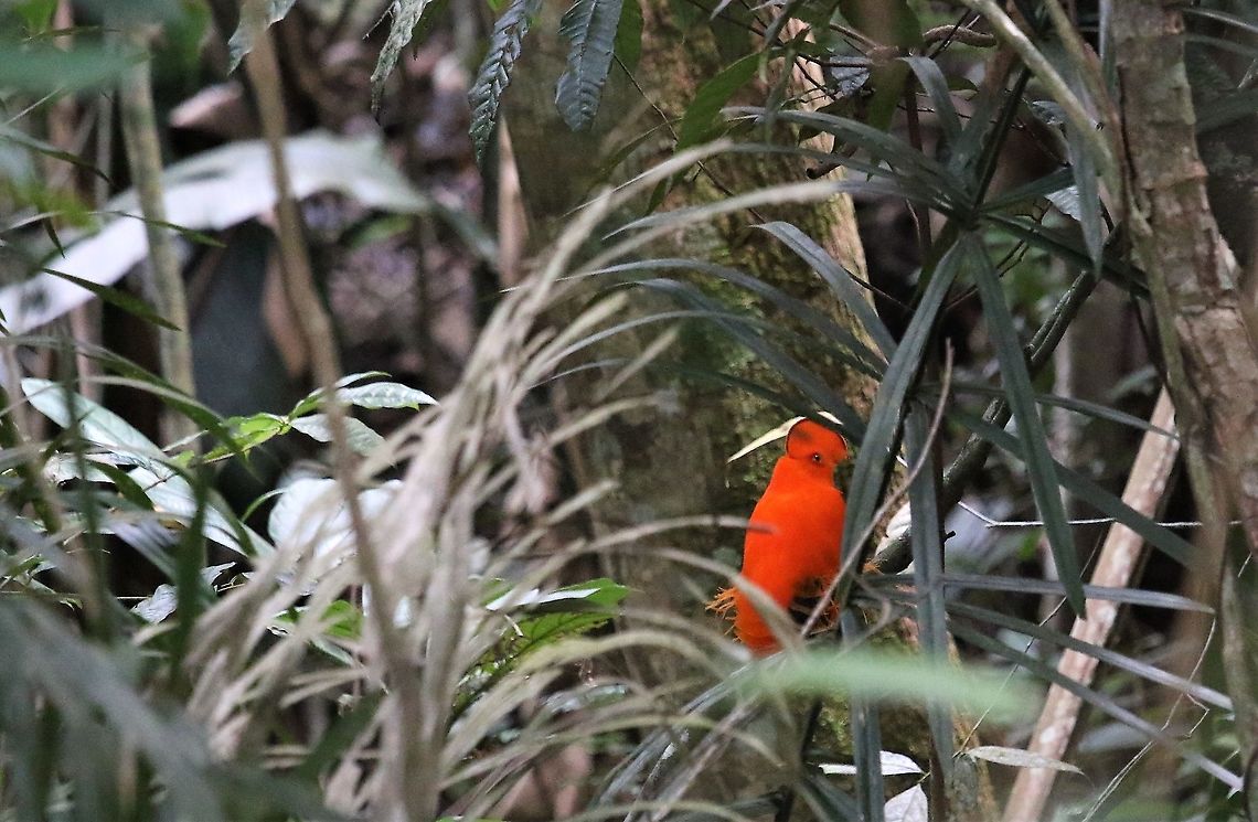 Guianan Cock of the Rock Magic encounter with this most brilliant of the cotingas Guianan cock-of-the-rock,Rupicola  rupicola,San José del Guaviare
