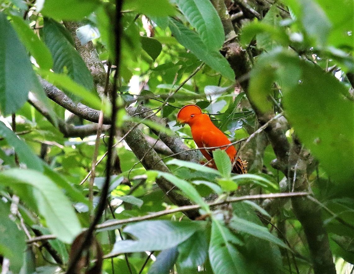 Guianan Cock of the Rock A couple of hours from San Jose del Guaviare Guianan cock-of-the-rock,Rupicola  rupicola,San José del Guaviare