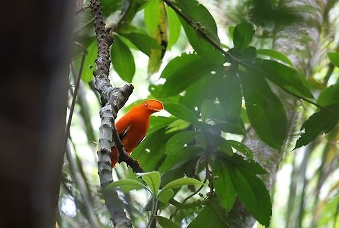 Guianan Cock of the Rock A magical experience  - courtesy of Marcel & Cesar -  Biodiverso.travel Guaviare Guianan cock-of-the-rock,Rupicola  rupicola,San Jos&eacute; del Guaviare