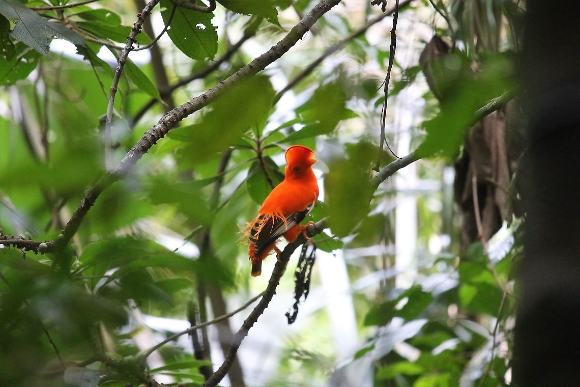 Guianan Cock of the Rock A brilliance in the canopy Guianan cock-of-the-rock,Rupicola  rupicola,San José del Guaviare