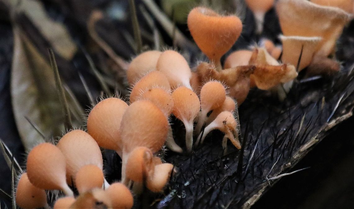 Cookeina tricholoma Colour in the rain forest Bristly Tropical Cup,Cookeina tricholoma,San José del Guaviare