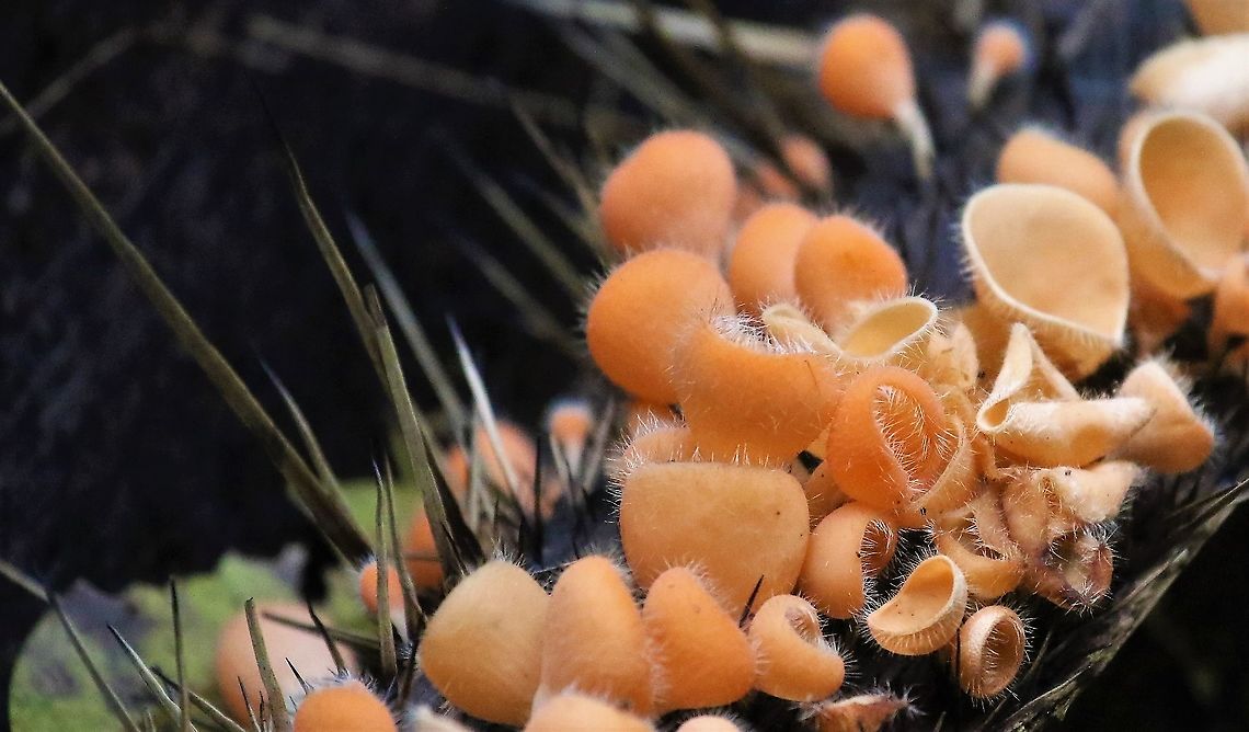 Cookeina tricholoma Another vivid orange in the forest Bristly Tropical Cup,Cookeina tricholoma,San José del Guaviare