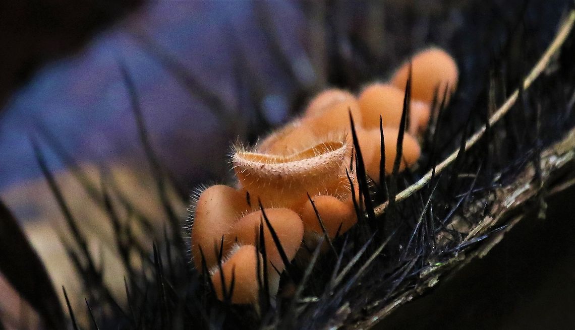 Cookeina tricholoma Growing on an fallen Aiphanes (not got the species yet) Bristly Tropical Cup,Cookeina tricholoma,San José del Guaviare