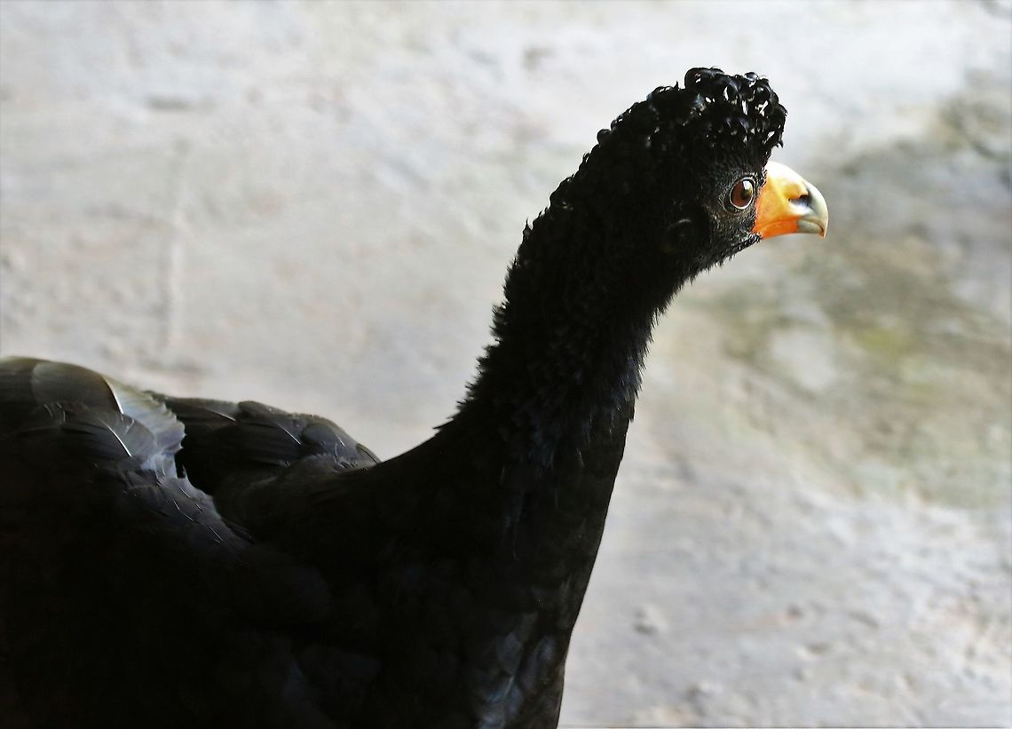 Black Curassow This was an unexpected joy - It had been fostered at a caf&eacute; when found (not in that area) &amp; had stayed - free range with the dogs  Black curassow,Crax alector,San José del Guaviare