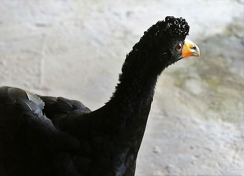 Black Curassow This was an unexpected joy - It had been fostered at a café when found (not in that area) & had stayed - free range with the dogs  Black curassow,Crax alector,San José del Guaviare