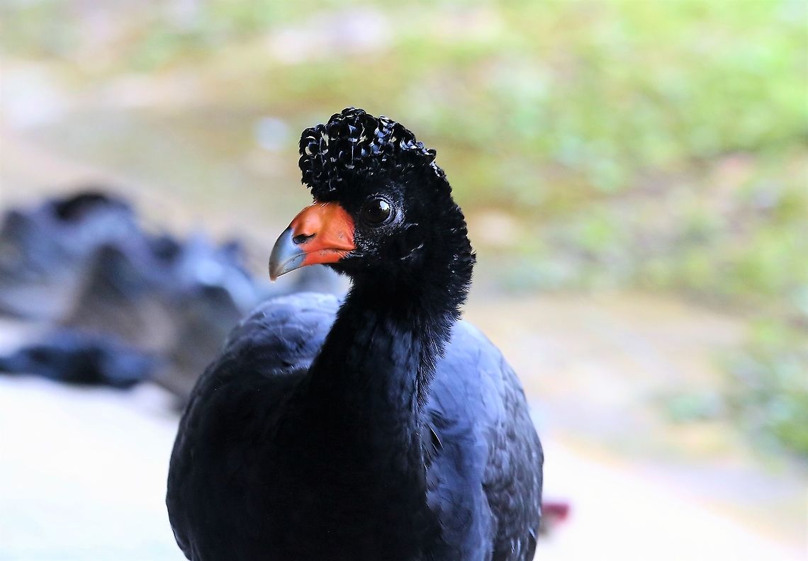 Black Curassow A beautiful creature, free range at the caf&eacute; &amp; very happy I assume Black curassow,Crax alector,San Jos&eacute; del Guaviare