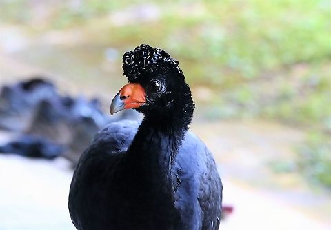 Black Curassow A beautiful creature, free range at the café & very happy I assume Black curassow,Crax alector,San José del Guaviare