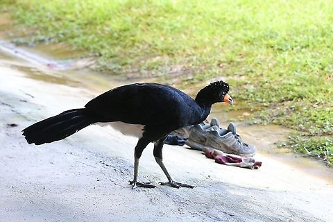 Black Curassow With Clare's trainers behind Black curassow,Crax alector,San José del Guaviare