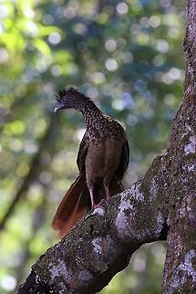 Speckled Chachalaca a lovely looking bird and not as shy as some Ortalis guttata,San José del Guaviare,Speckled chachalaca