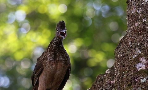 Speckled Chachalaca Not shy at all!! Ortalis guttata,San José del Guaviare,Speckled chachalaca