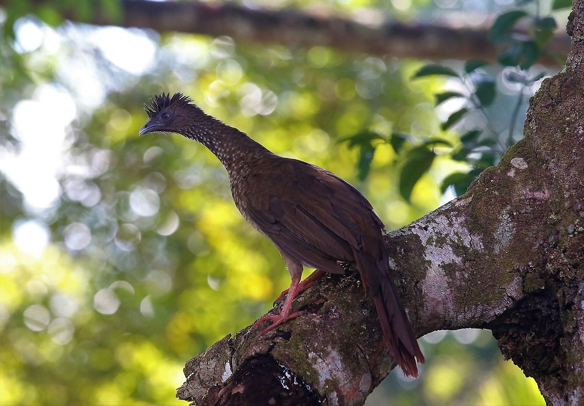 Speckled Chachalaca On the forest edge Ortalis guttata,San José del Guaviare,Speckled chachalaca