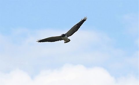 Barred Hawk Returning to San Jose del Guaviare saw this wonder Barred hawk,Morphnarchus princeps,San Jos&eacute; del Guaviare