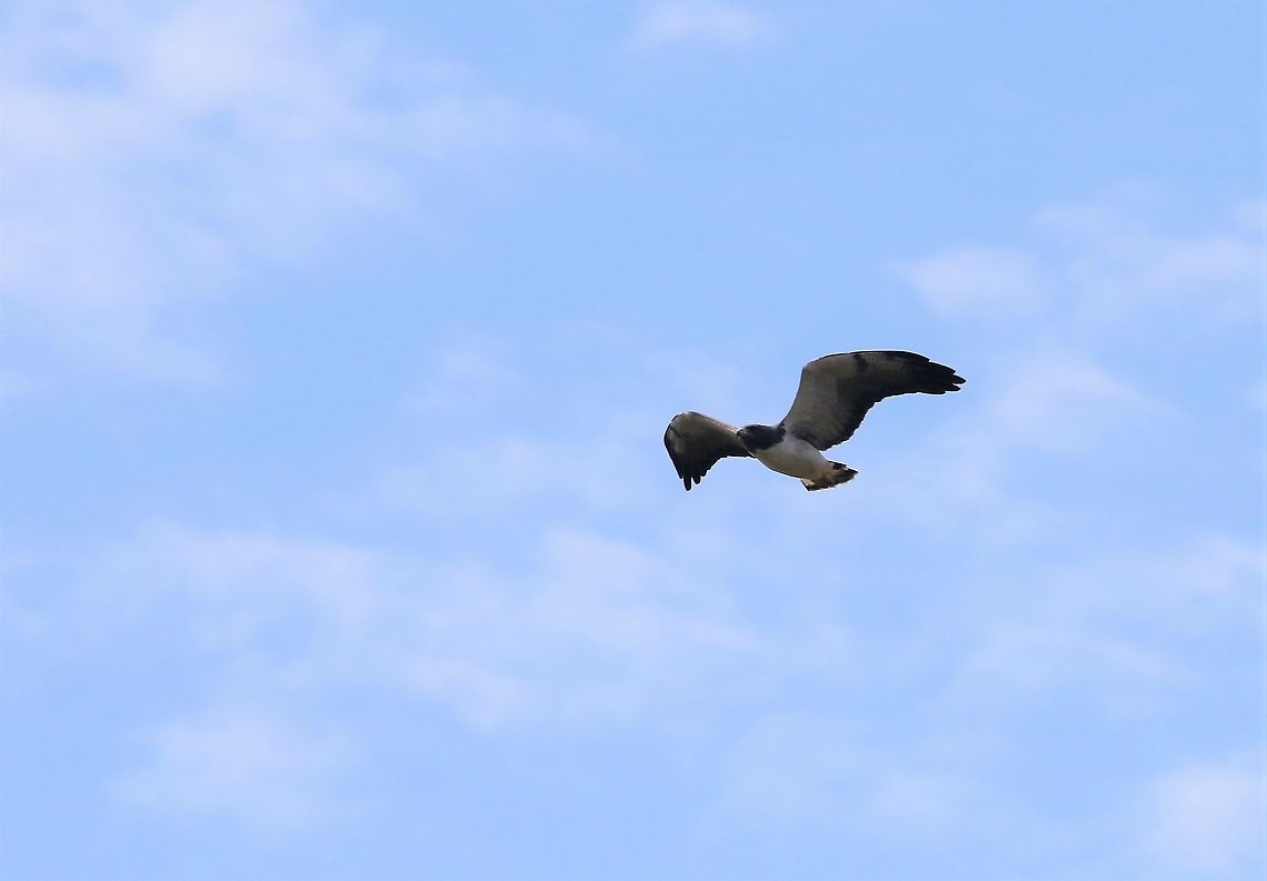 Barred Hawk A striking raptor Barred hawk,Morphnarchus princeps,San José del Guaviare
