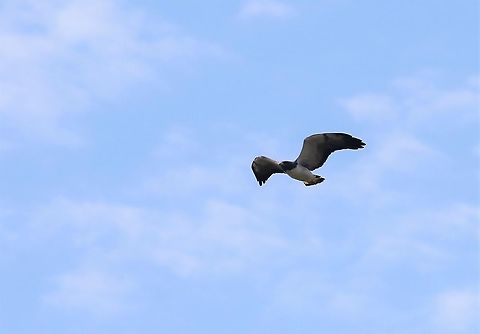 Barred Hawk A striking raptor Barred hawk,Morphnarchus princeps,San José del Guaviare