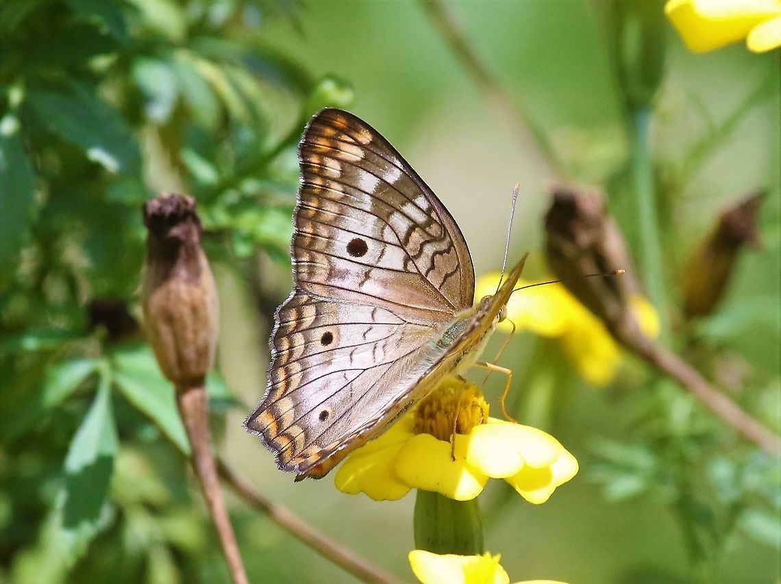 White Peacock  Anartia jatrophae,San José del Guaviare,White Peacock