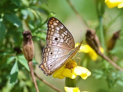 White Peacock  Anartia jatrophae,San Jos&eacute; del Guaviare,White Peacock