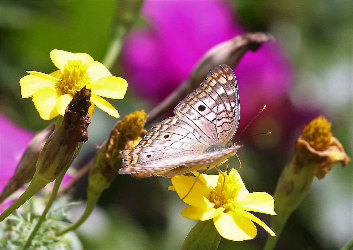 White Peacock  Anartia jatrophae,San José del Guaviare,White Peacock