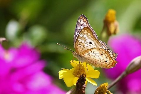 White Peacock  Anartia jatrophae,San,White Peacock