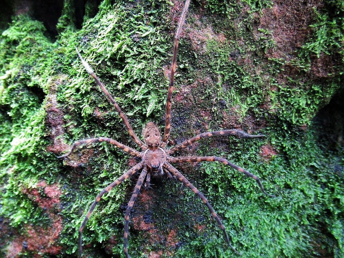 Trechalea sp Found in several places - generally by water  - Fishing spider San José del Guaviare,Trechalea sp