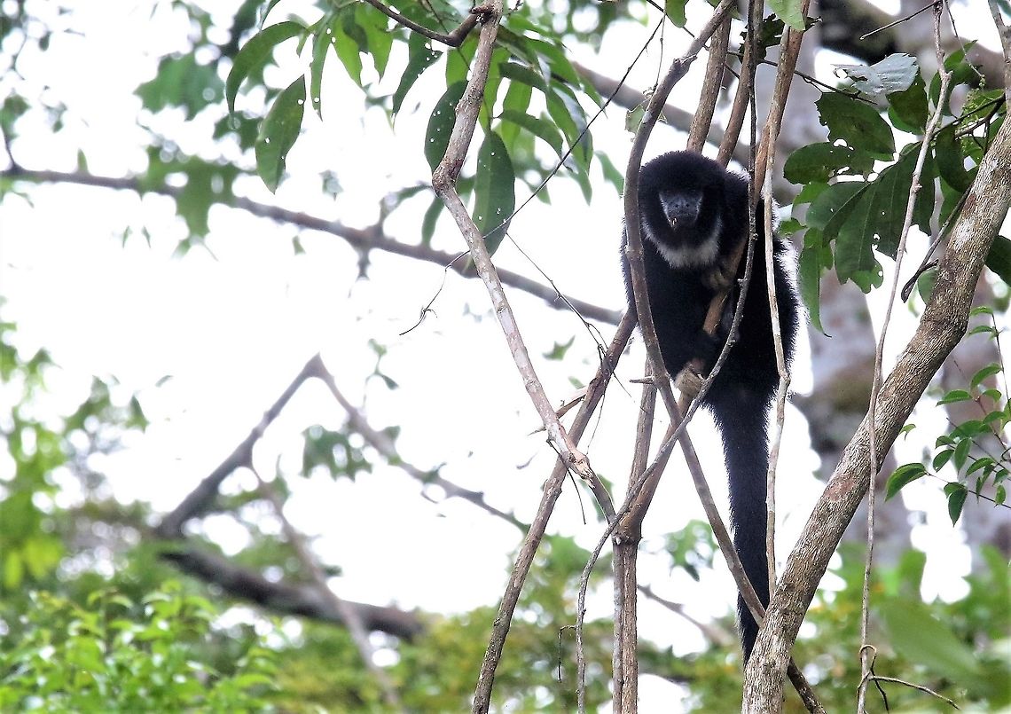 Yellow-handed Titi Monkey Above the river flowing into Laguna Negra Cheracebus lucifer,Laguna Negra,Lucifer titi,San José del Guaviare,Yellow-handed Titi Monkey
