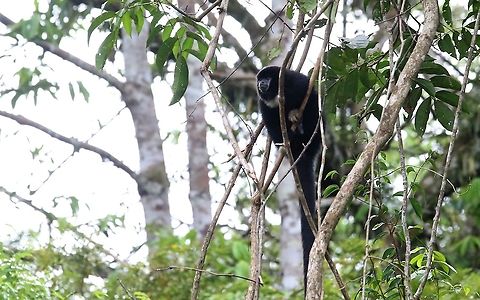 Yellow-handed Titi Monkey Imperious monkey Cheracebus lucifer,Laguna Negra,Lucifer titi,San José del Guaviare,Yellow-handed Titi Monkey