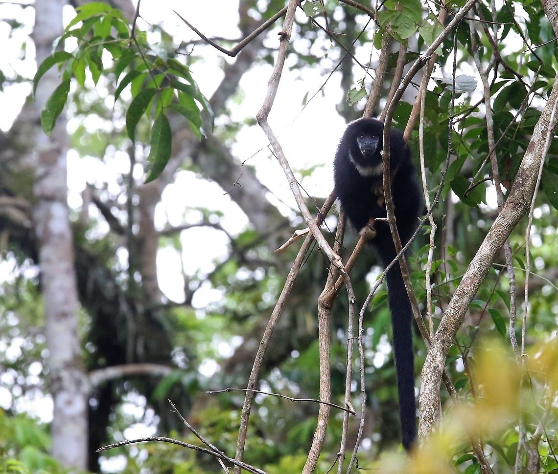 Yellow-handed Titi Monkey Staring at us! Cheracebus lucifer,Laguna Negra,Lucifer titi,San José del Guaviare,Yellow-handed Titi Monkey